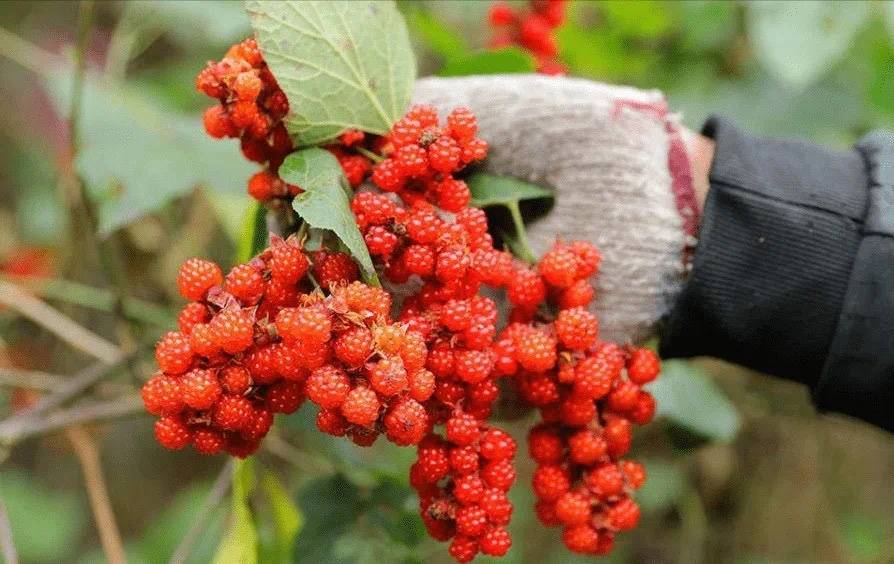 樱子_茅草尖_品种