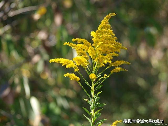 浙江一药农卖元胡10分钟赚52万,药价冲破天花板!