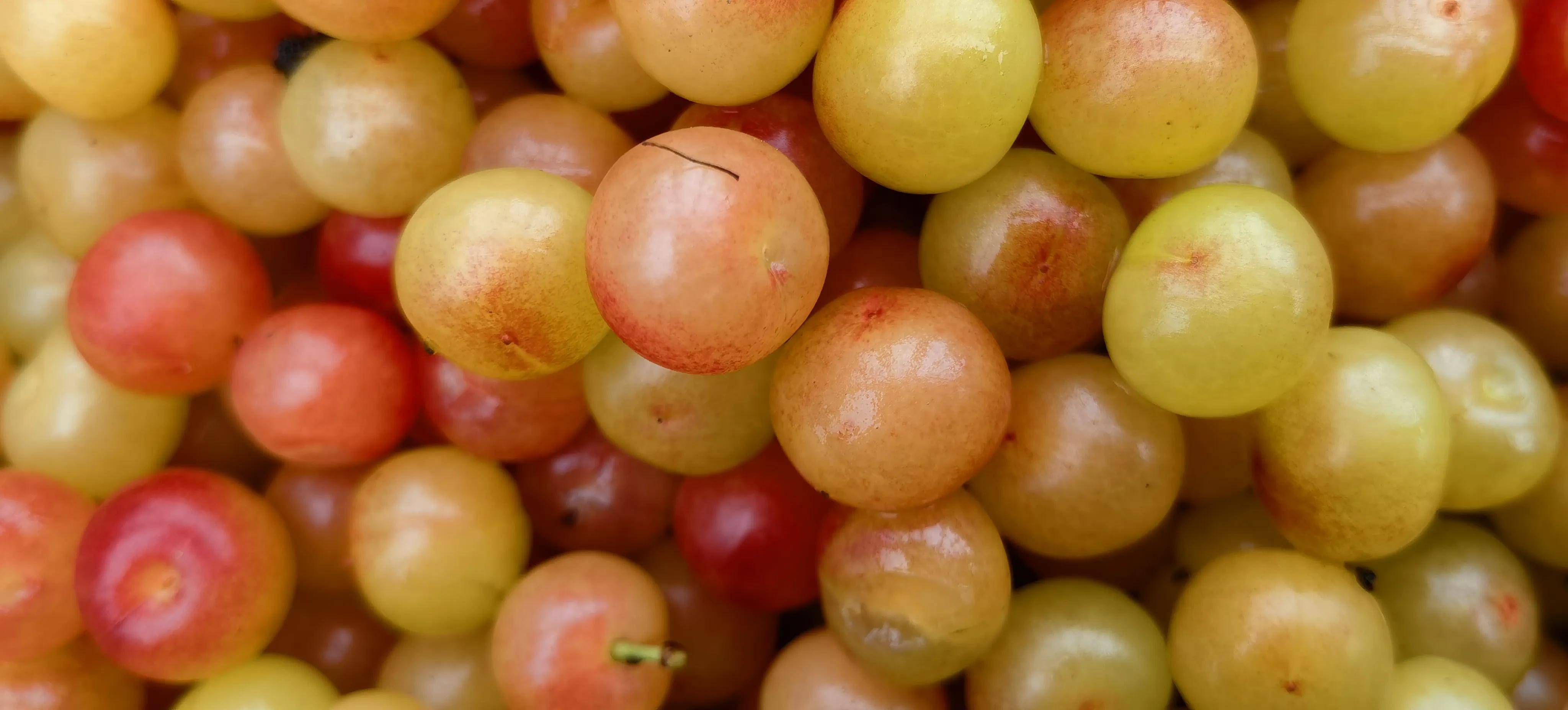 湖北宜昌一种已近绝迹的野樱桃,每年6月中旬成熟,花钱也买不到_车厘子