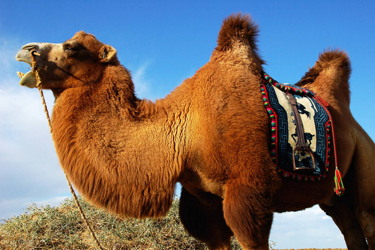 驮中驼品牌高钙配方驼乳粉_人体_奶粉_骆驼