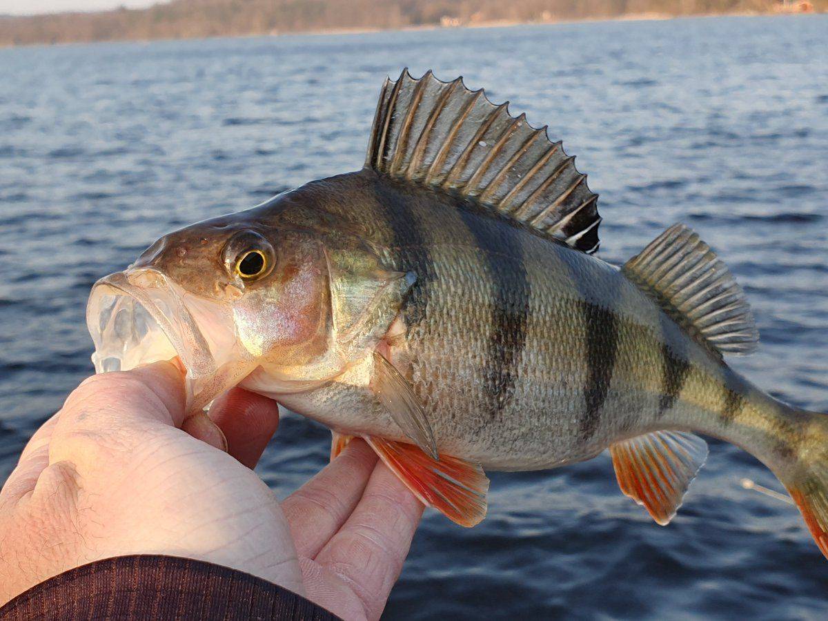气温升高,发病死鱼变多,加州鲈鱼如何加强塘口管理,养殖户应该怎么办?