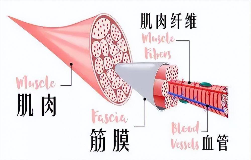 肌肉纤维增生图片