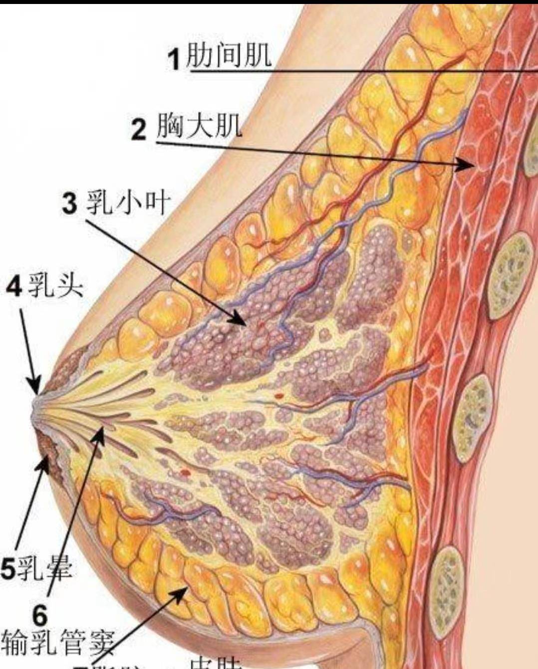 乳房健康之女性幸福路