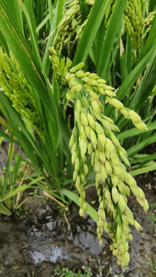 第三代杂交水稻—袁隆平院士团队技术体系优化和新品种选育_遗传_工程