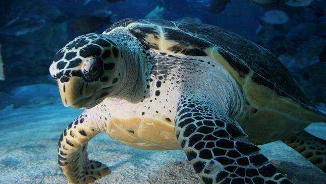 中國旅遊景區大全之北京工體富國海底世界_海洋生物_鯊魚_珊瑚