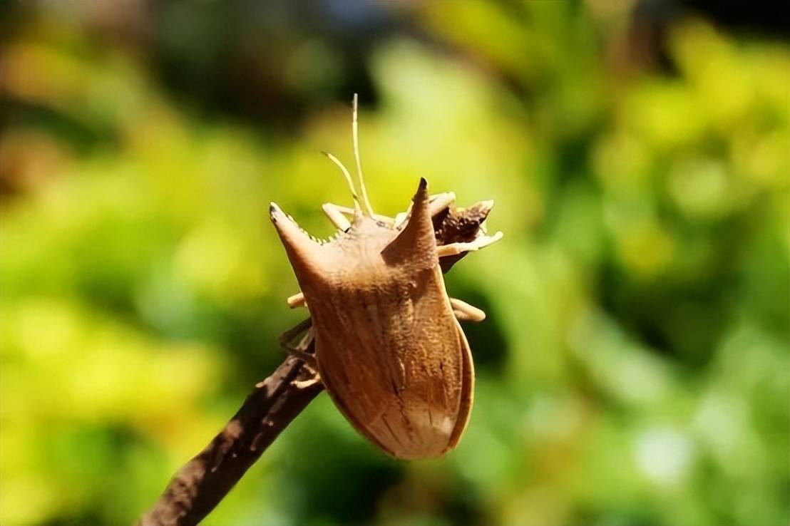 臭屁虫到底有什么用?_体液_天敌_昆虫