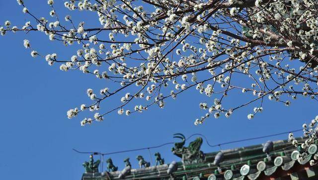 春莺啭1v2(春莺啭 安如莺po蜜姜)