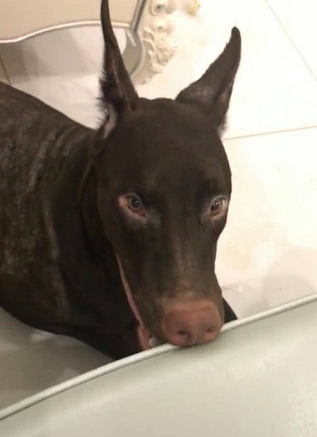 串,嗯,没错,""长得很像世界顶尖奢饰品lv""都让开,这个动物叫做驴头狗