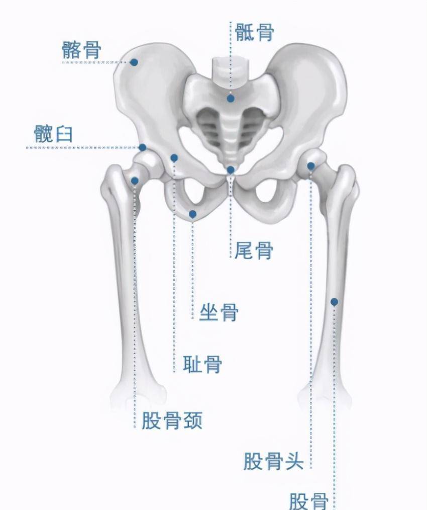 骨盆 由5根主要的骨头构成髂骨;耻骨;坐骨;骶骨;尾骨