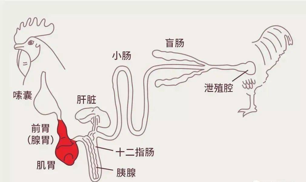 人体消化示意图简笔画图片