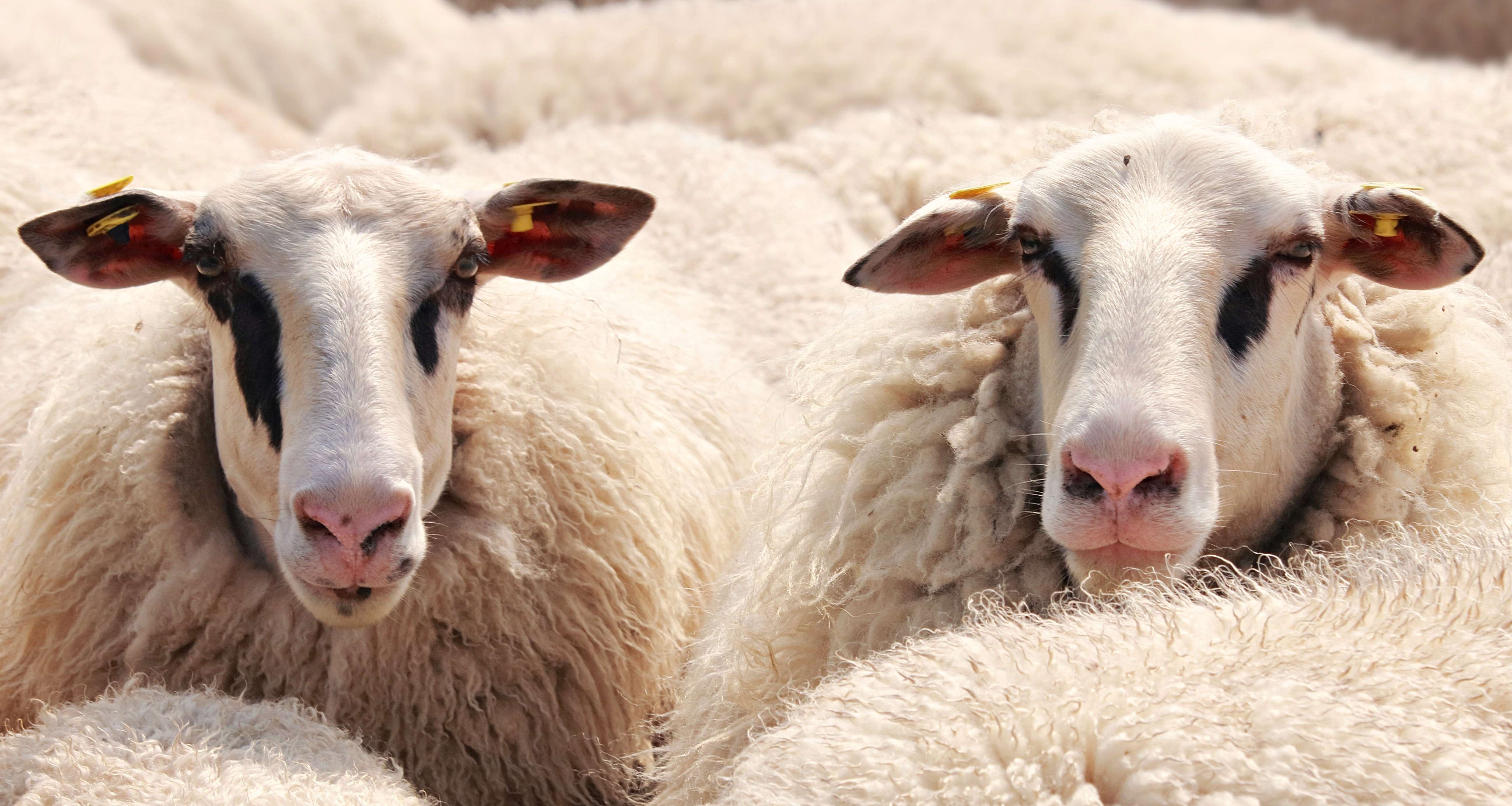 绵羊的毛长成怎样才算羊健康?从羊毛看出来绵羊的身体情况!
