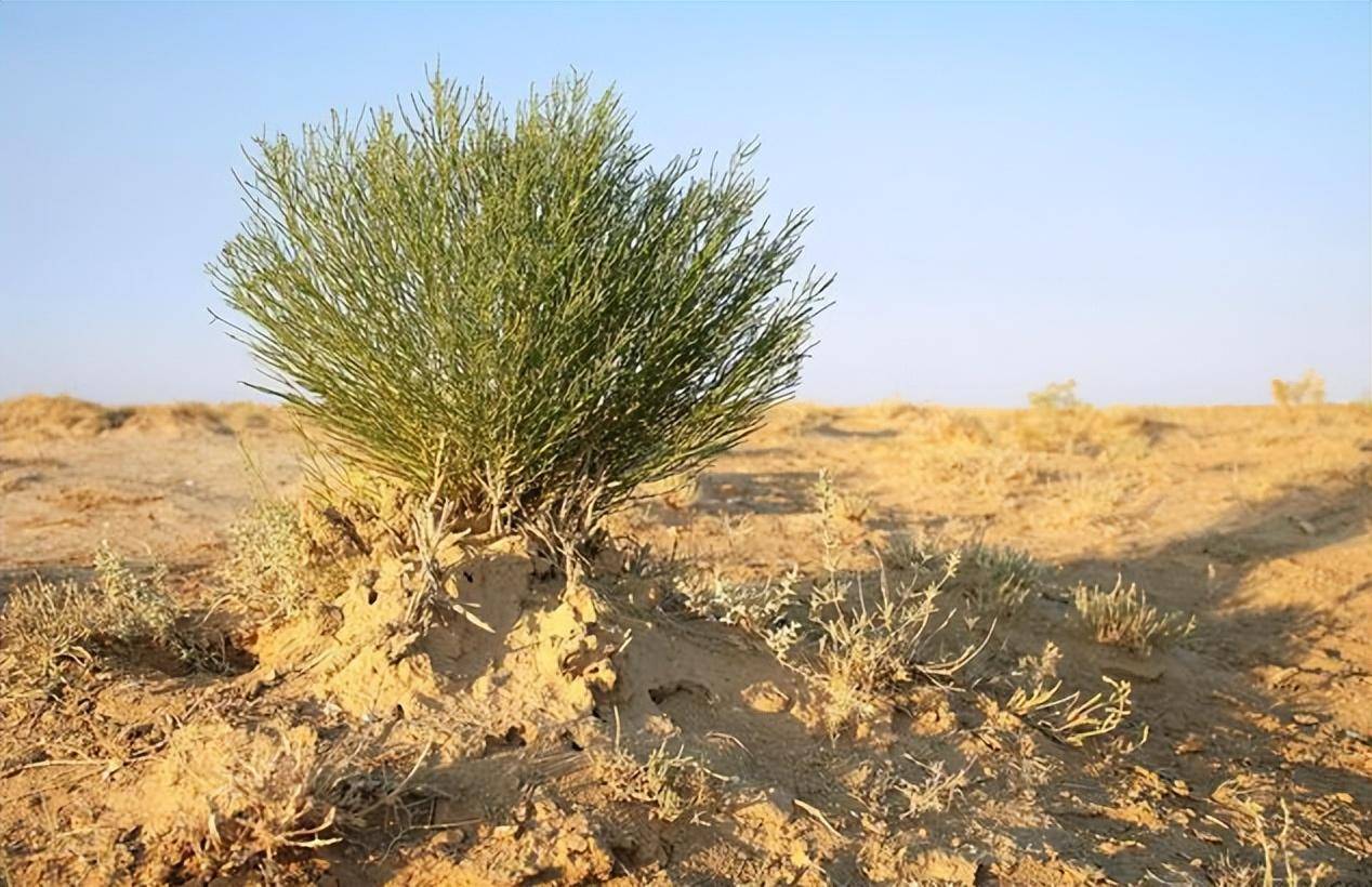 2016年马云斥巨资打造蚂蚁森林,承诺在沙漠种树,如今怎么样了?