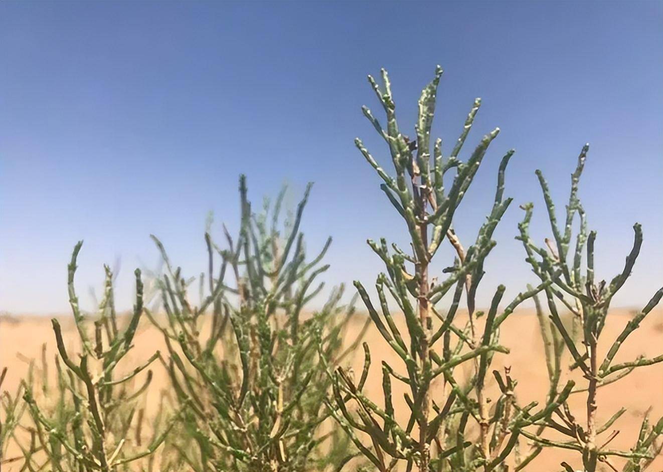 梭梭树,号称"沙漠植被之王",它的叶子形状长得像鳞片一样,所以能比