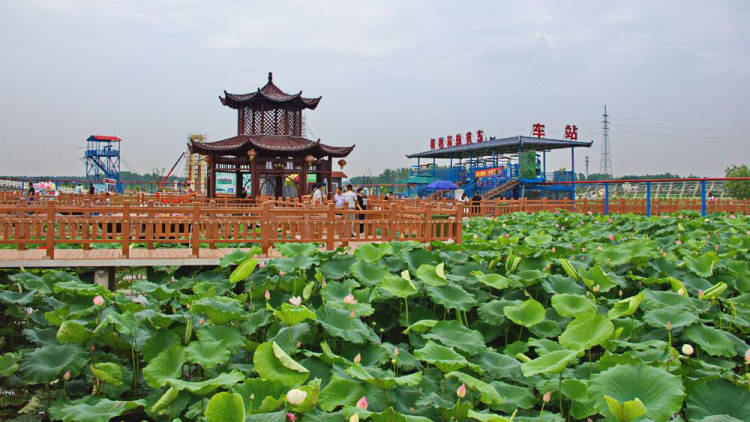 阜南县枫柏岗景区的千亩荷花池:夏季赏花胜地_游客_地方_池塘