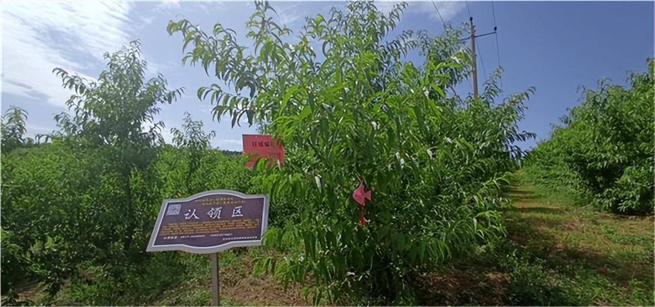 认养农业模式,永利村打造"农村田园综合体",开展果树认养模式_发展