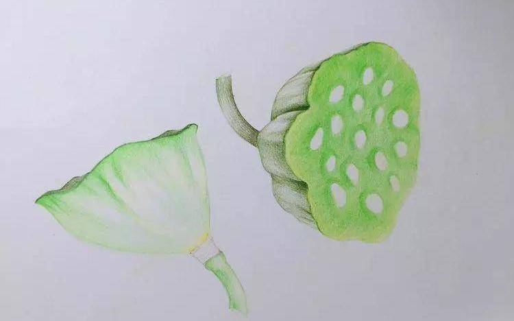 美术匠:教你彩铅画两支莲蓬_暗部_黄绿色_部分