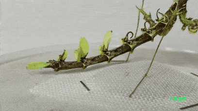 准备将其弹飞,可瞬间变成飞棍逃离_拟态_能力_生物