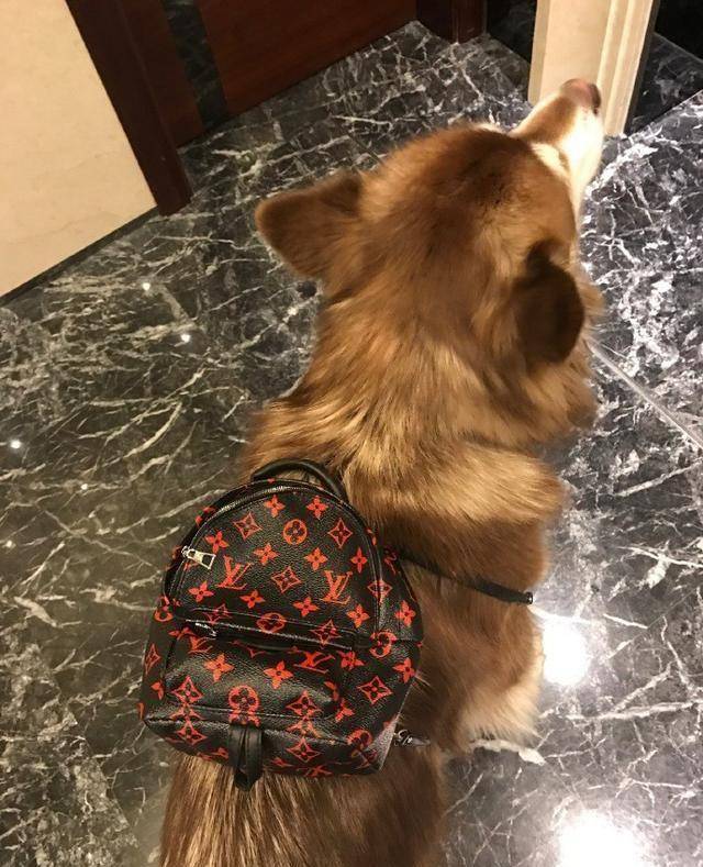 宋茜的猪穿千元羽绒服,霍思燕的猫住豪华房,而他家连狗链都名牌_可可