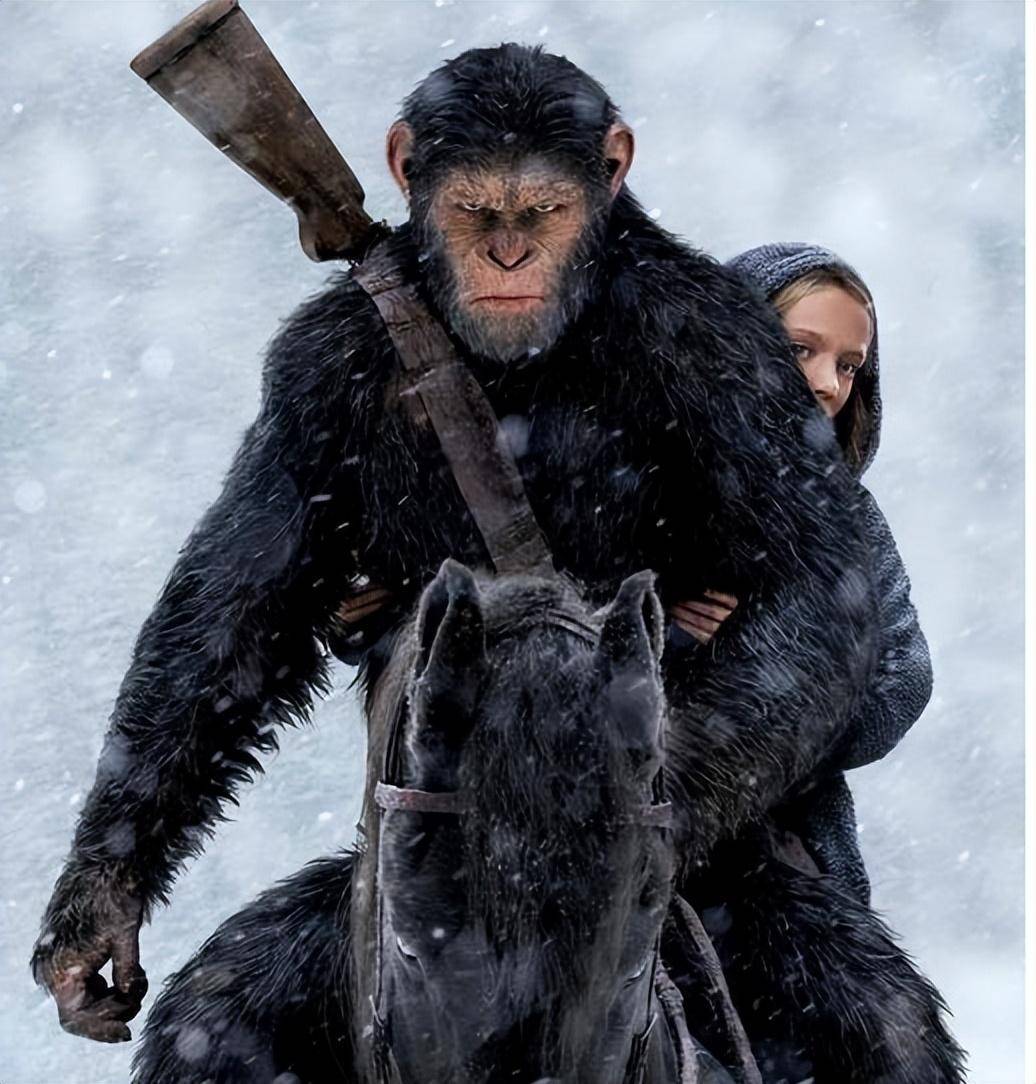 社会_猩猩_人类