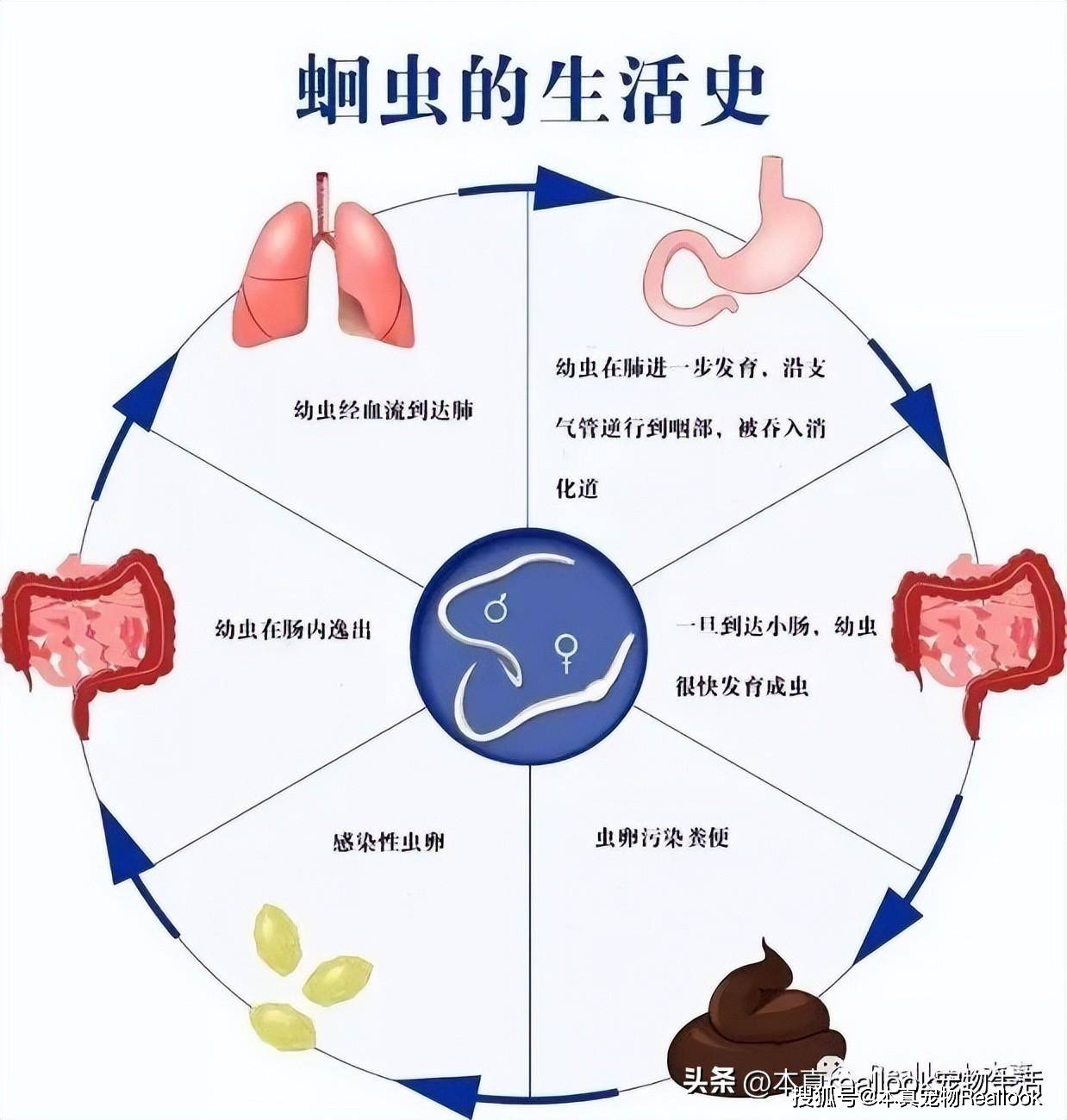 常见寄生虫汇总!_宠物_part_症状