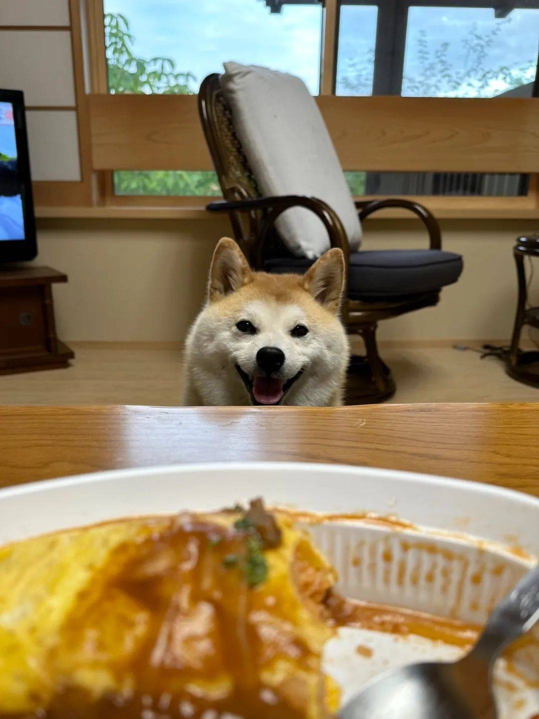 狗子想吃蛋包饭,被拒绝后秒变脸:不理你了!_瞬间_表情_主人