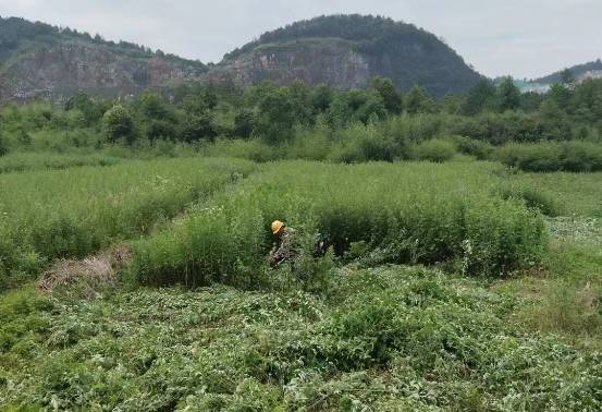 永豐縣陶唐鄉:500畝頭茬艾葉喜獲豐收_種植_公司_加工