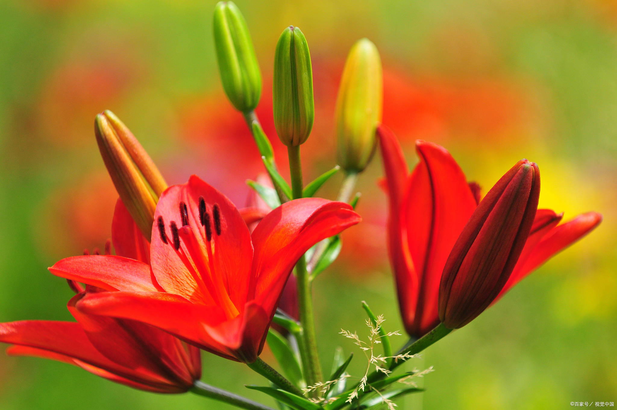 山丹丹花怎么看岁数,枸杞怎么做好吃,读汪曾祺《人间草木》_槐花_什么