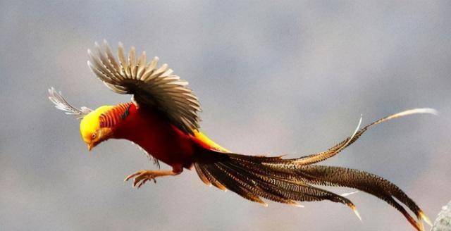 2016年"黑凤凰"现身,惊艳世人(下)_照片_鸟类_证据