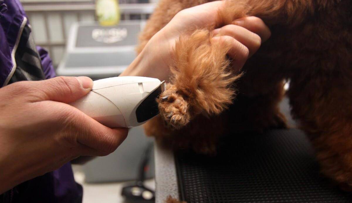 泰迪修剪美容剪毛教程,怎样给泰迪美容_造型_毛发_嘴巴