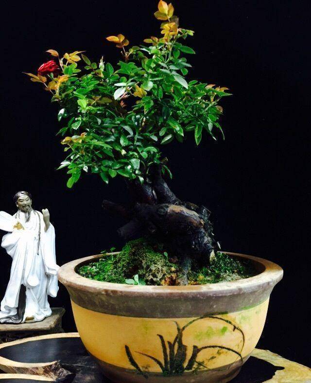 盆景,简单而不奢华,普通的家庭也可以拥有,阳台上的盆景_修剪_造型