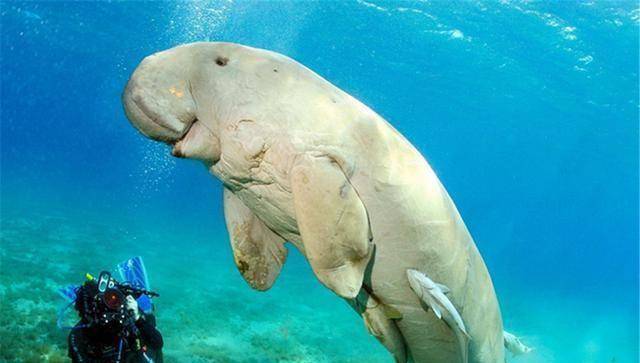 古巴发现的"小人鱼",是真的吗?_海洋_人类_外星人