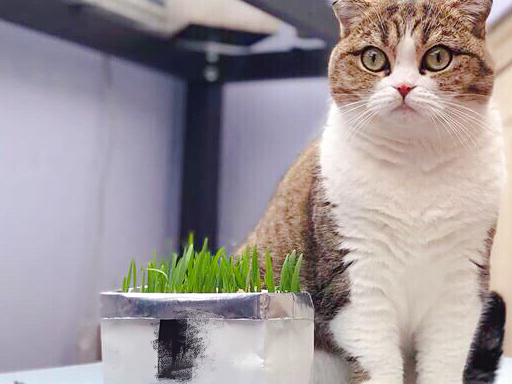 没有猫草的喵生是不完美的,教你如何种植一片猫草! 没有猫草的喵生是不完美的,教你如何种植一片猫草!