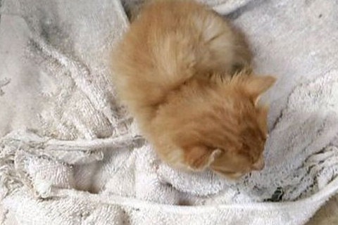 猫咪失踪20天后叼回一只小猫,看到它的腿时网友心疼 猫咪失踪20天后叼回一只小猫,看到它的腿时网友心疼