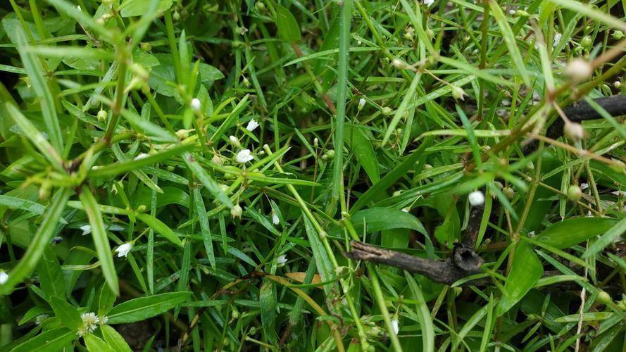 白花蛇舌草抗菌效果惊人,有望成为新型抗生素_包括_治疗_科学家们