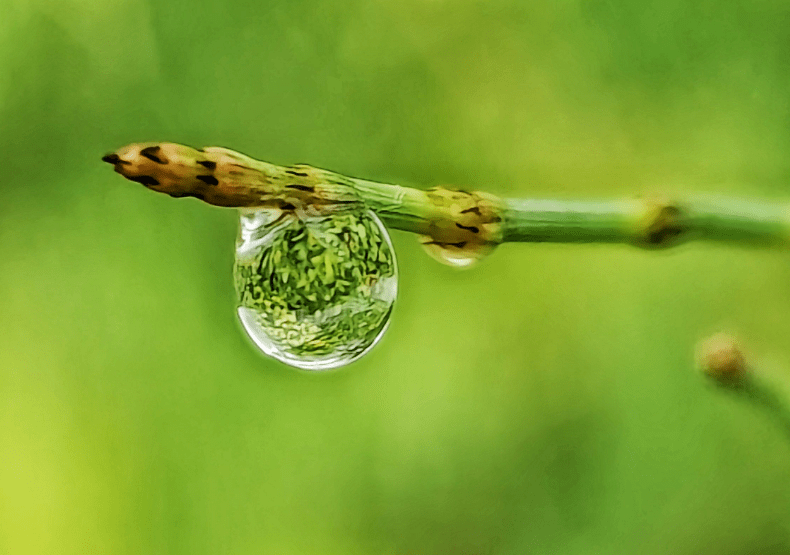 大自然清晨雨露图片图片