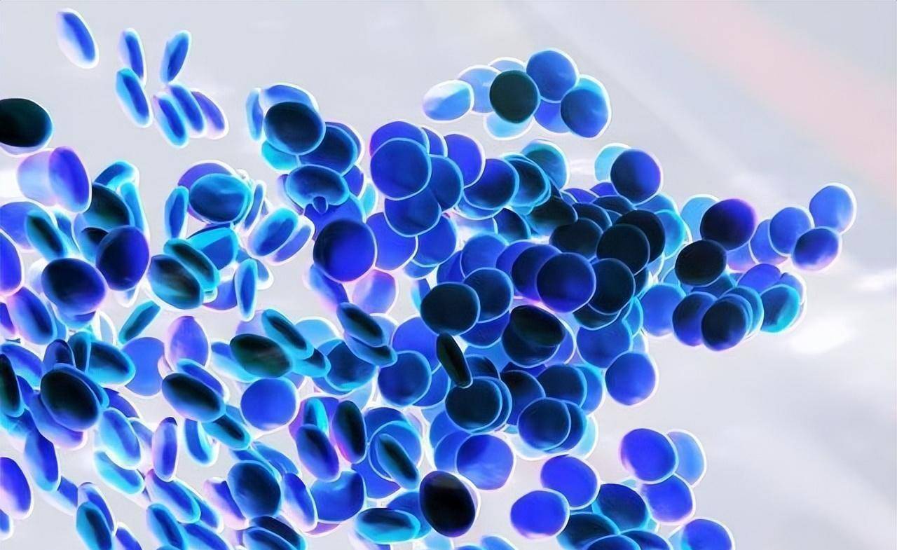 生活了四亿年的鲎,其蓝色血液每升超100000元,常年被人抽血_动物_捕捞