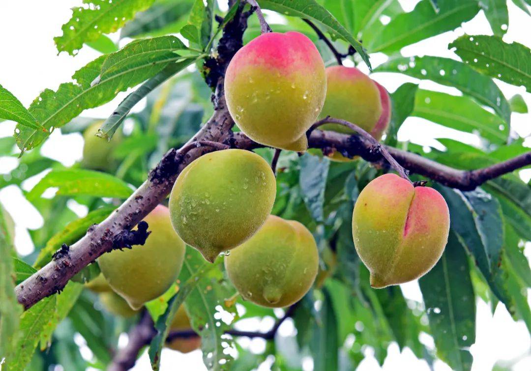 首先,千亩桃园面积上千亩,桃园被划分为了十几个小单元,每个单元轮流