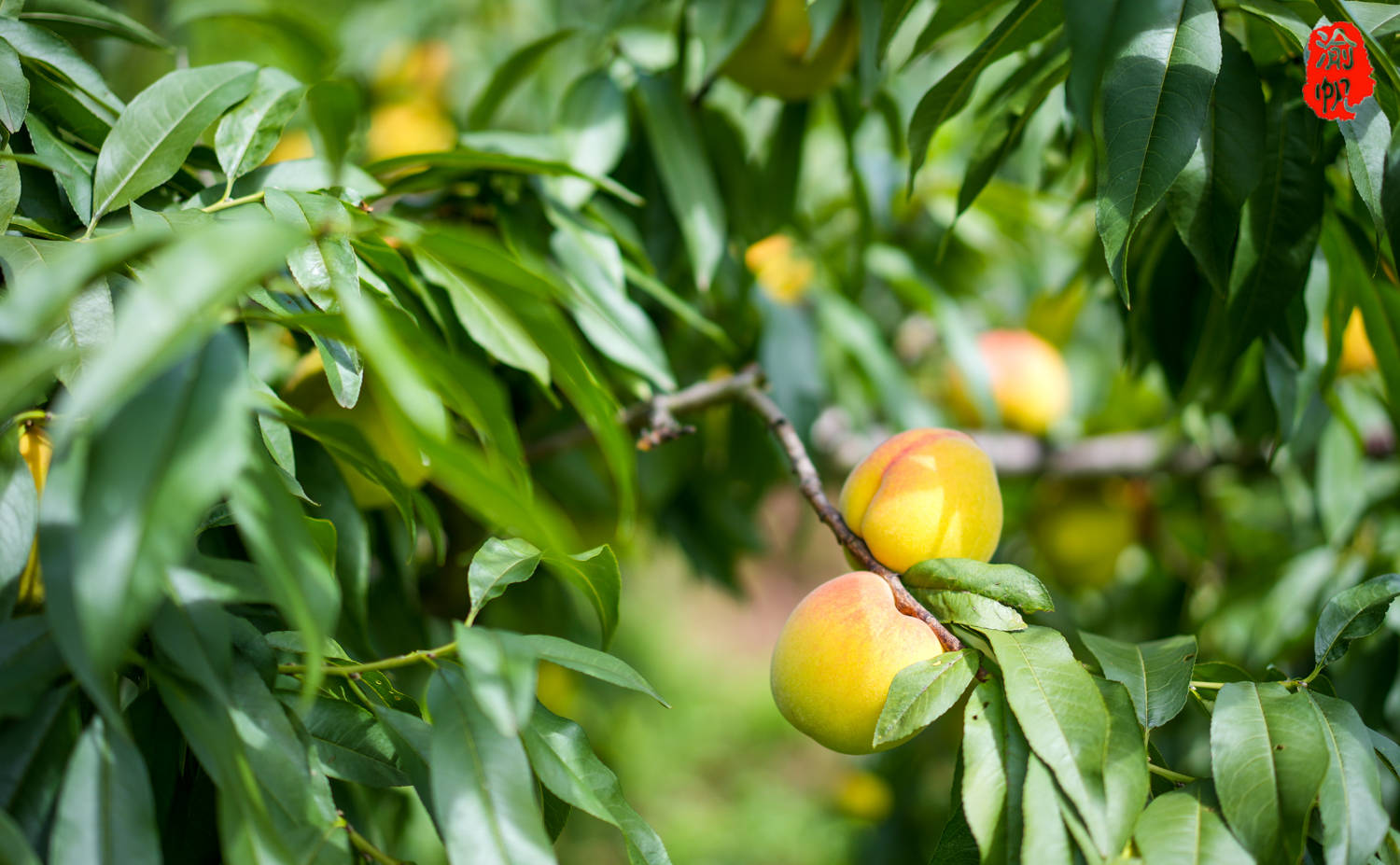 潼南采摘:大仑山的黄桃熟了,果香扑鼻,吃起来还是小时候的味道_全国