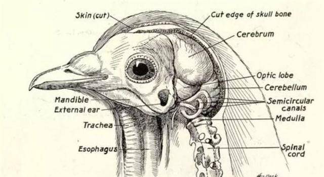 一来,得益于鸡独特的脑部结构,它的反射由脑干控制,被砍的只是脑叶