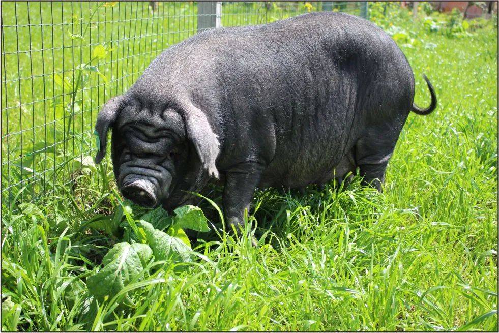 "华系"土猪的崛起:要品种,要产业,要效益_中国人_我国_地方