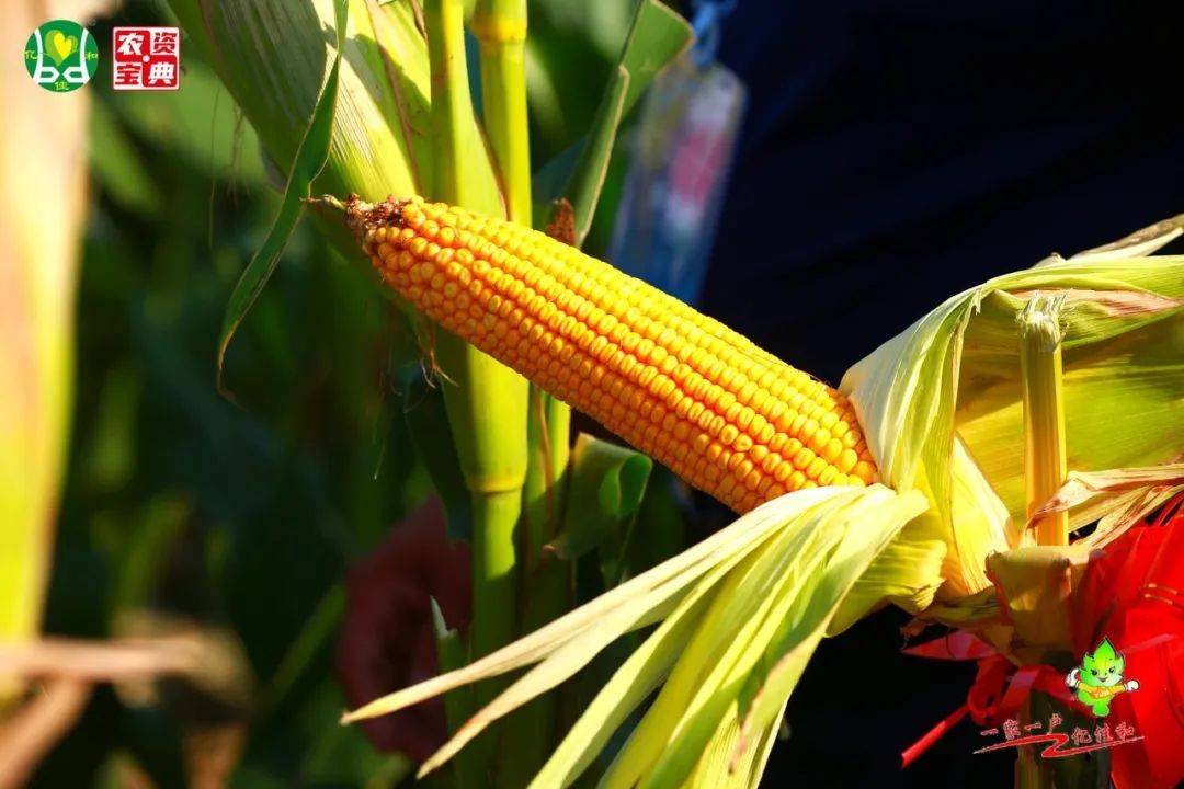 揭开神秘玉米品种面纱,亿佳和农业多个品种并驾齐驱,跑出种业"加速度"