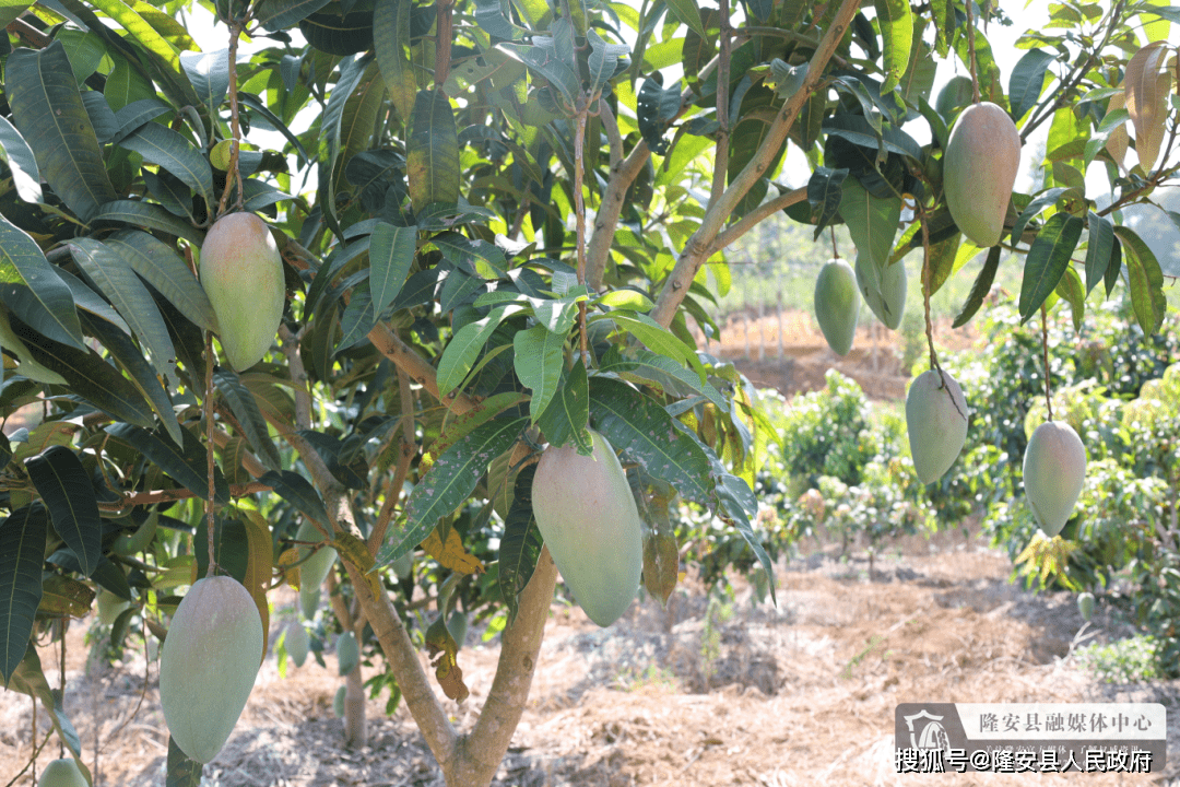 东义村:50亩芒果园硕果累累 等你品鉴_金煌芒_雁江镇_种植园