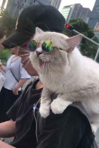 抖音最拉风的猫,戴墨镜淡定站在主人肩膀上,网友:仙人模式!