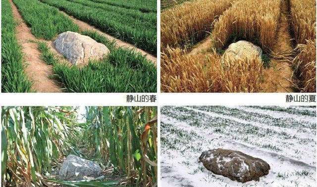 目前静山已经是寿光县的重点保护单位了,县里规定将其保护起来,不准