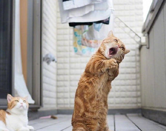 网友_主子_猫咪