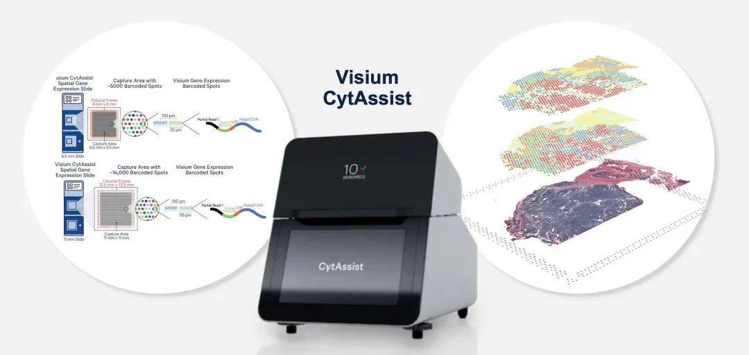 站在空间多组学技术的风口上,看10x genomics和akoya如何迎风飘扬!