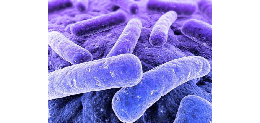 脆弱拟杆菌bf839是一种革兰氏阴性短杆菌,属于拟杆菌门,是人体肠道