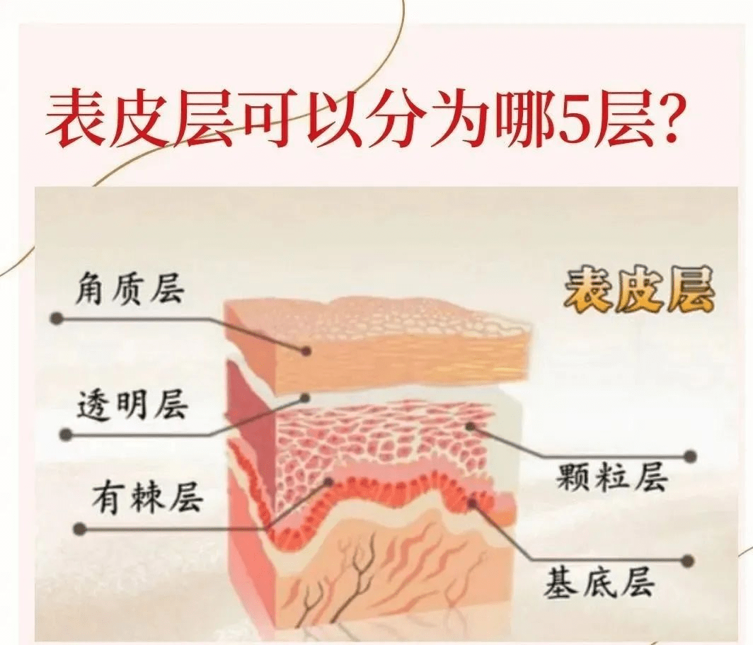 作为一名美业人，必须要知道的皮肤学知识_搜狐网, image size:1064x911