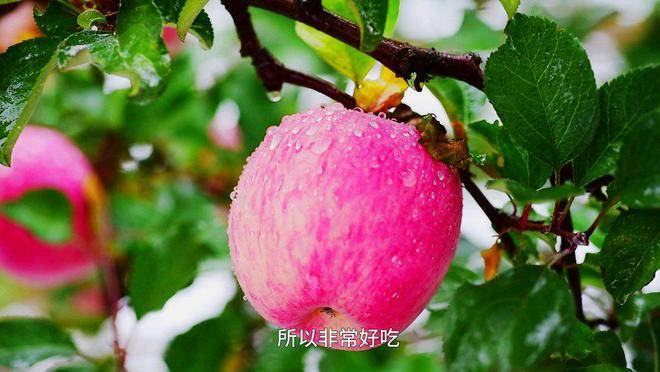 人物专访甘肃省静宁县委书记何鹏峰:静宁苹果是静宁人民的幸福果_企业