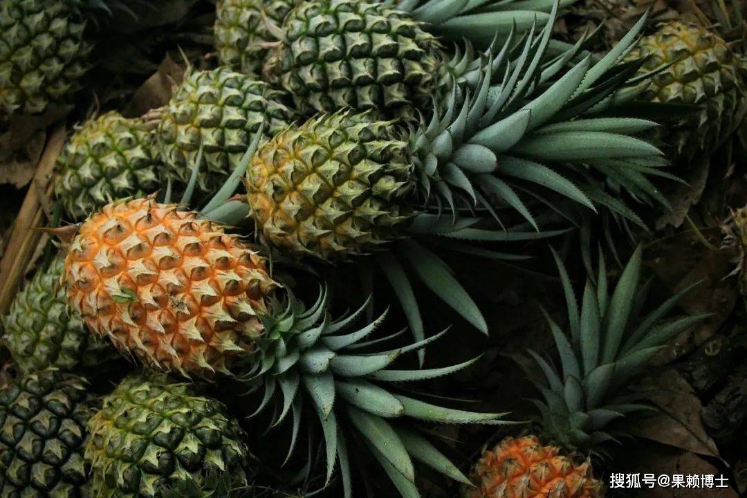 凤梨和菠萝,其实是一种水果?很多人搞不清楚,别弄错了_地区_名字_外形